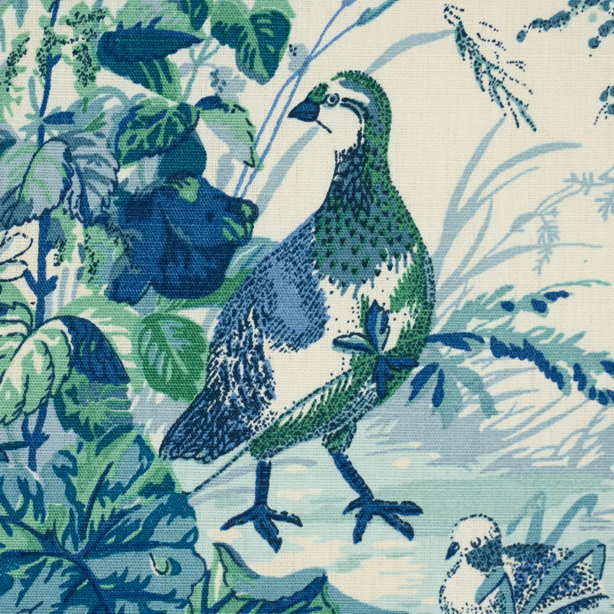 QUAIL MEADOW_ PEACOCK