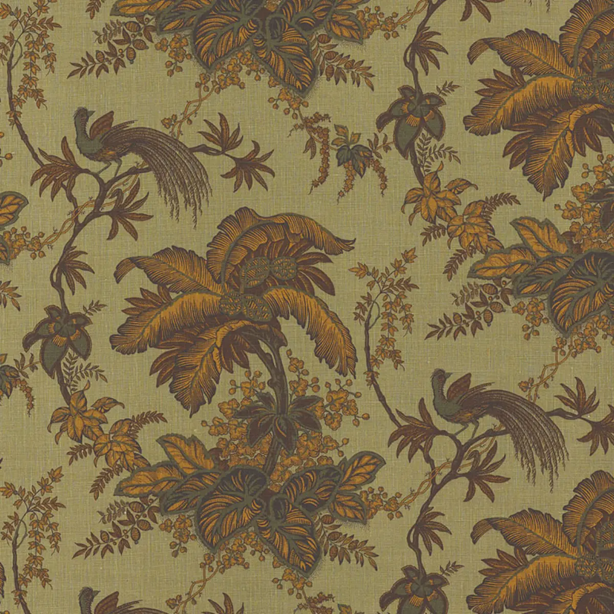 COCONUT GROVE_ SPRUCE