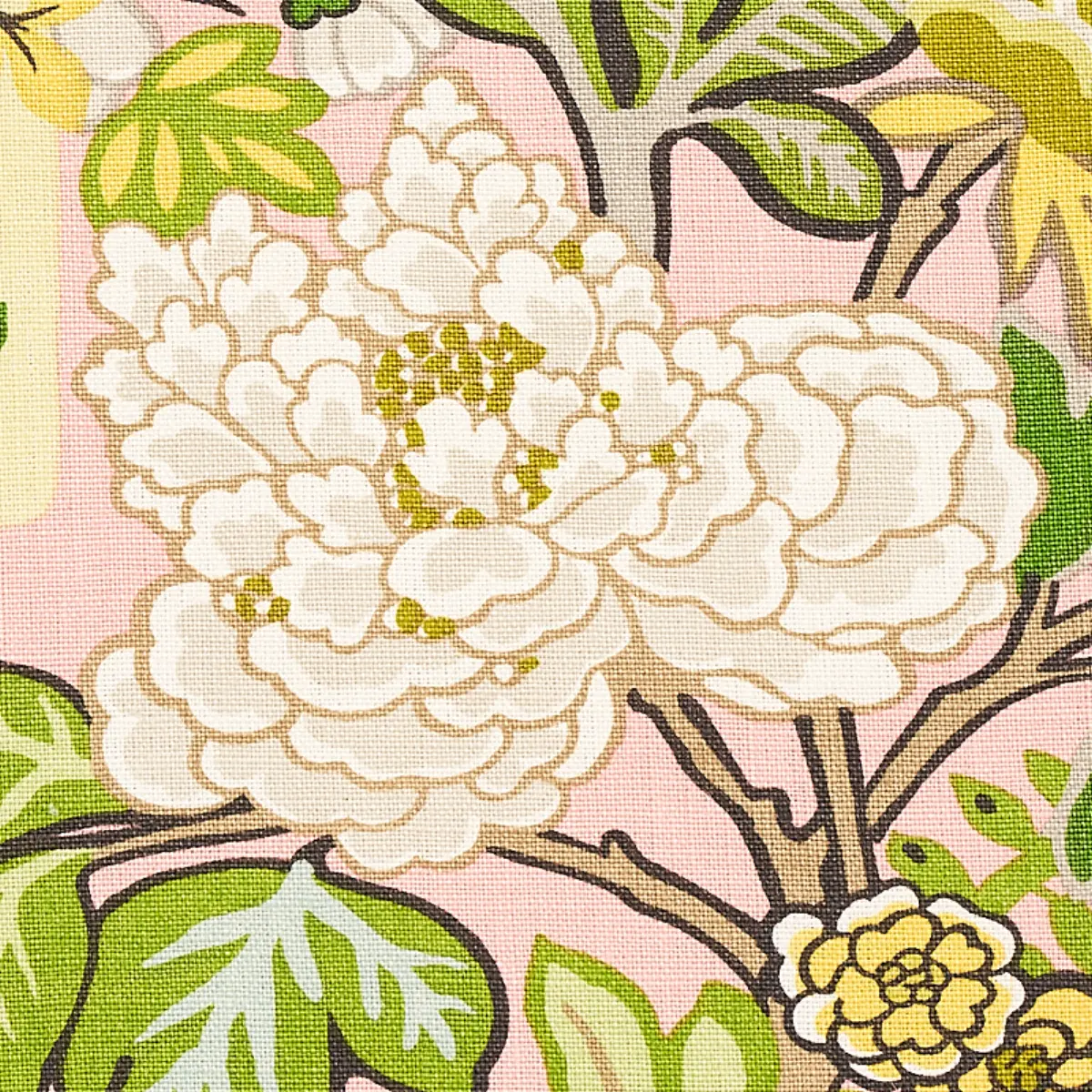 CHIANG MAI DRAGON_ BLUSH