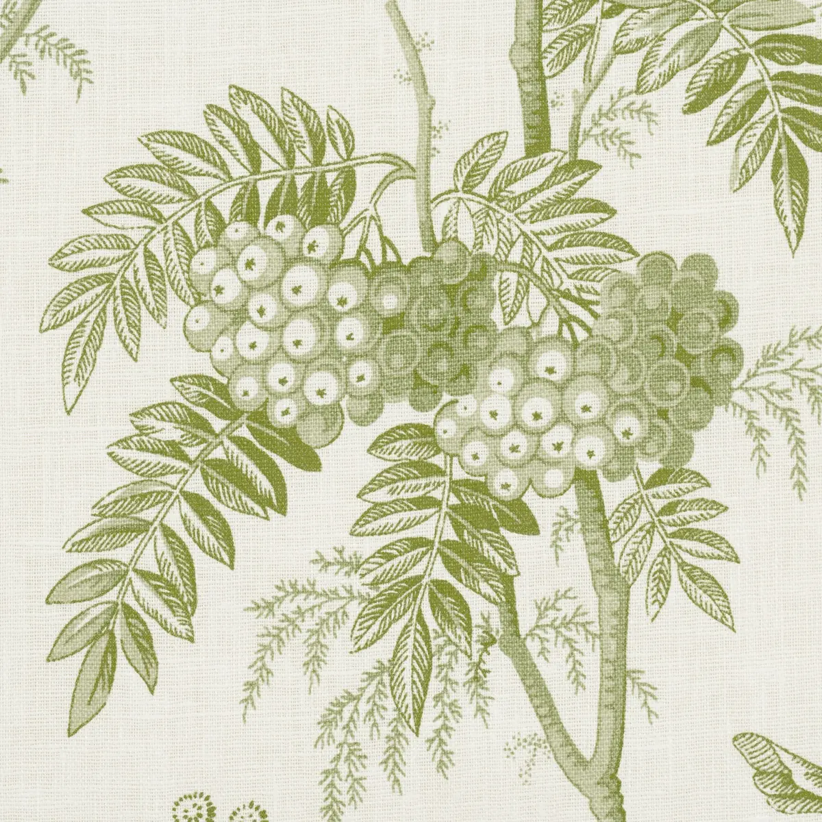 BRANTWOOD VINE_ LEAF