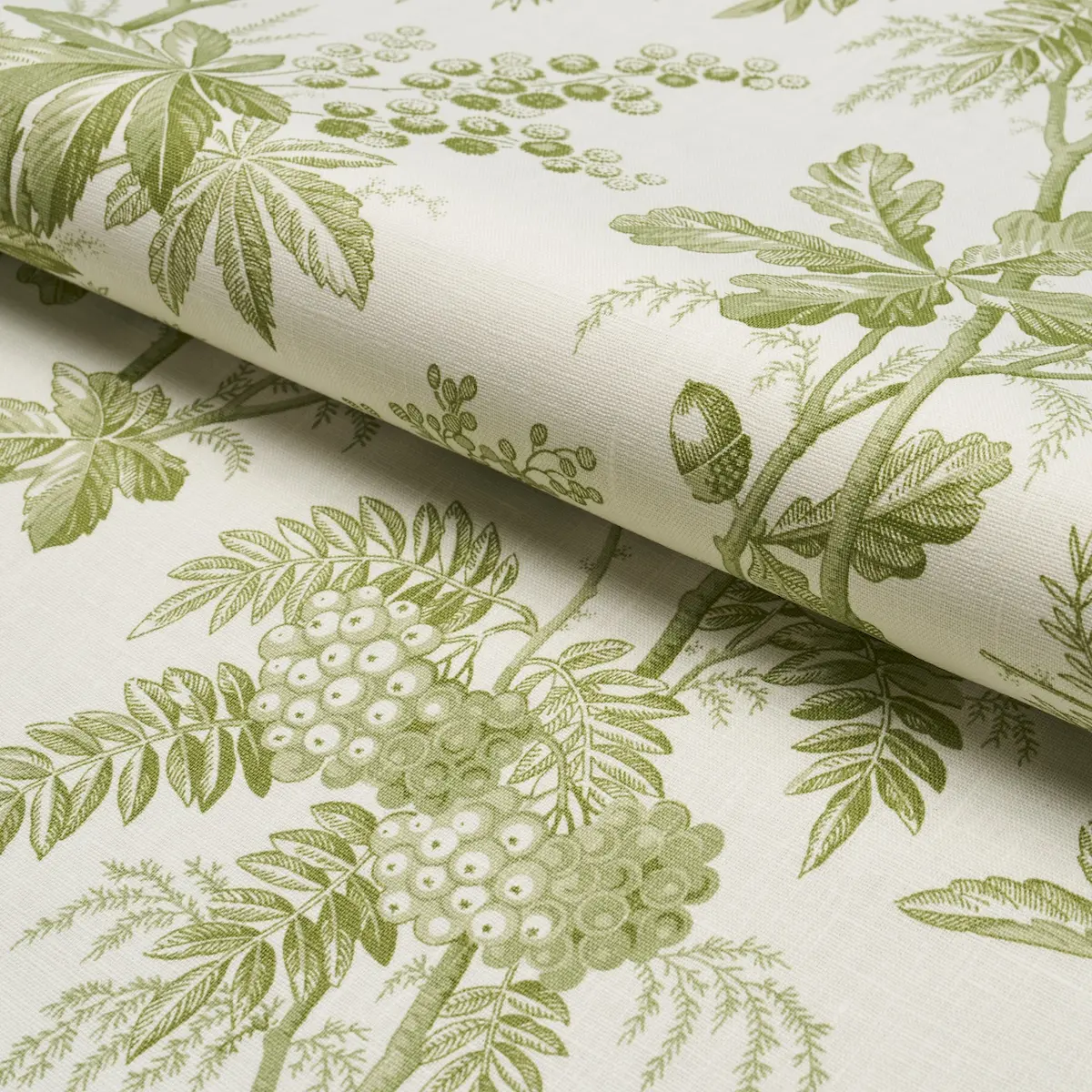 BRANTWOOD VINE_ LEAF