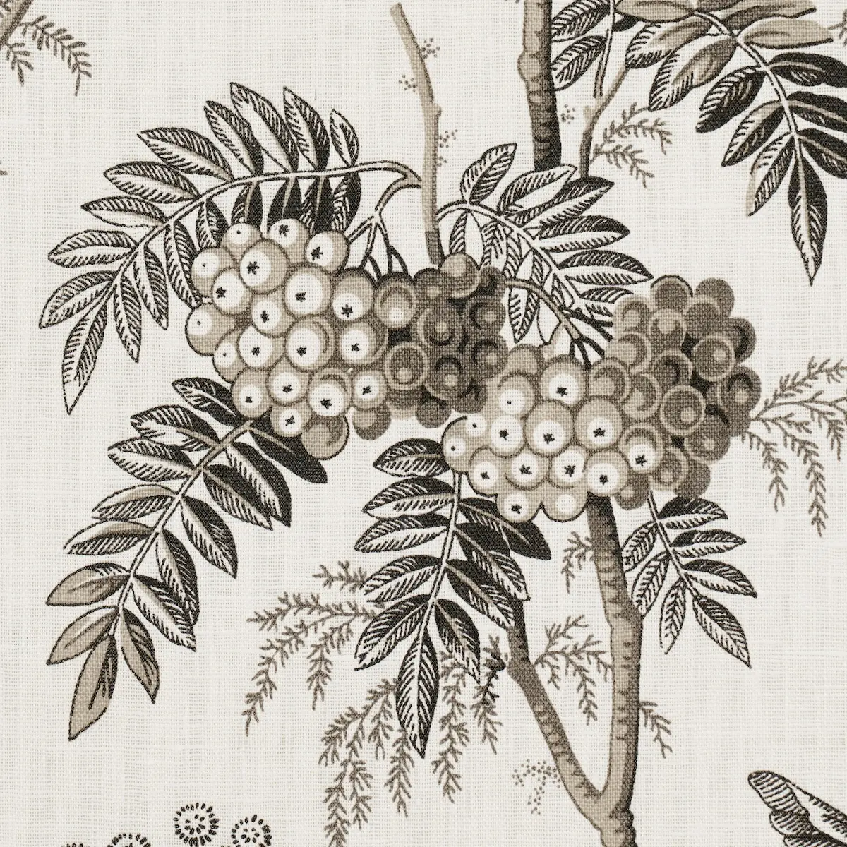 BRANTWOOD VINE_ GRAPHITE