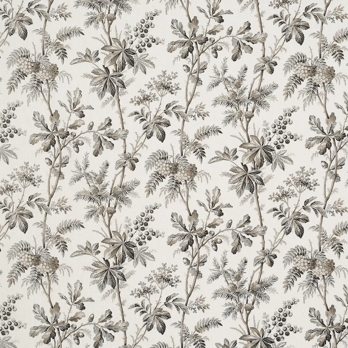 BRANTWOOD VINE_ GRAPHITE