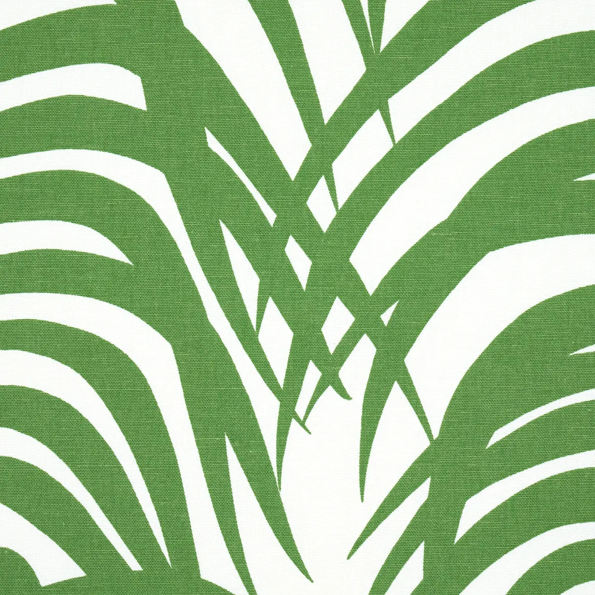 ZEBRA PALM_ JUNGLE