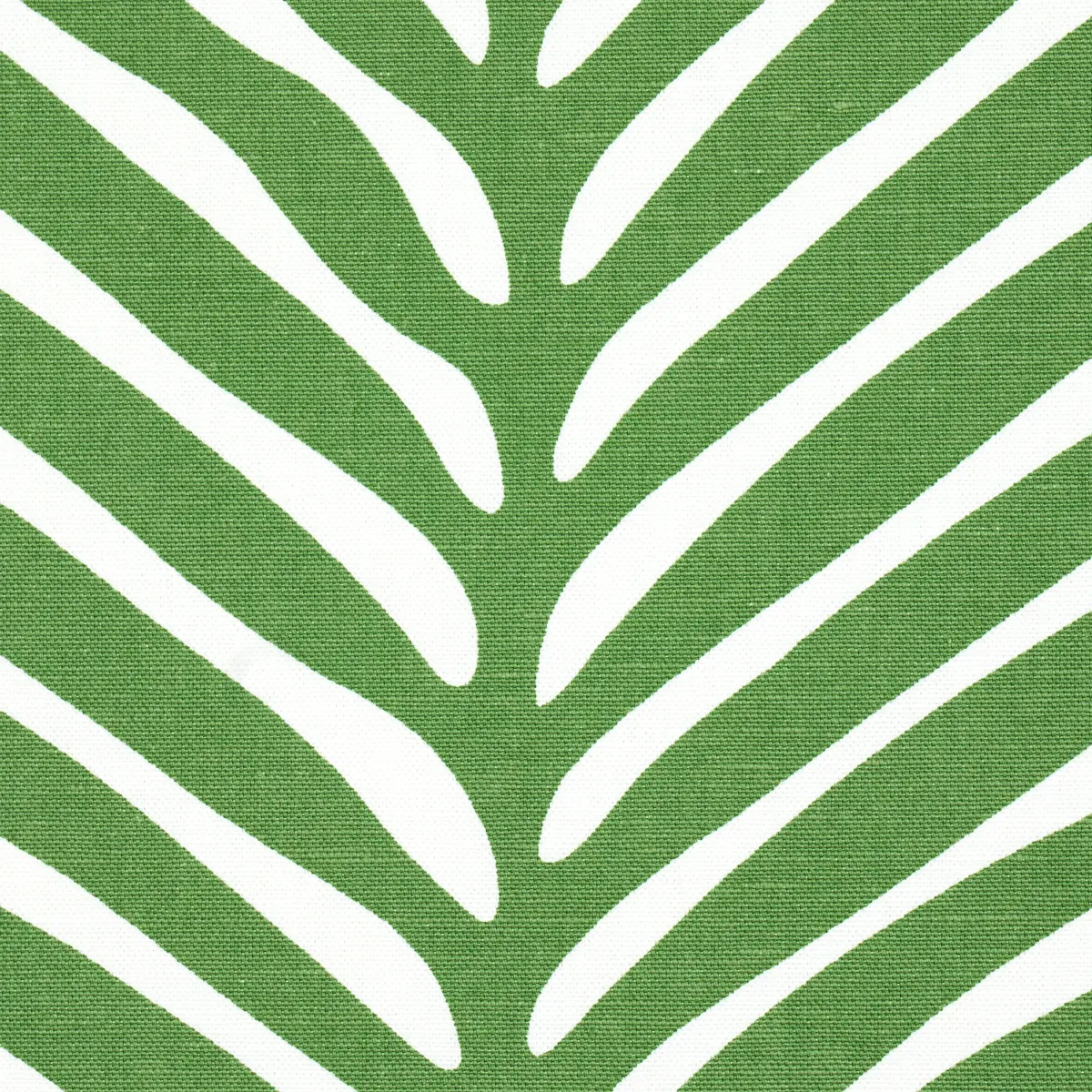 ZEBRA PALM_ JUNGLE