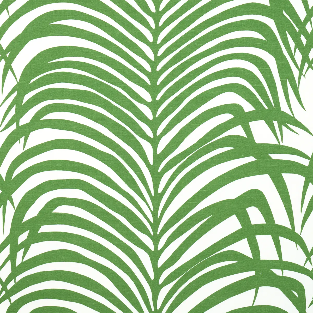 ZEBRA PALM_ JUNGLE