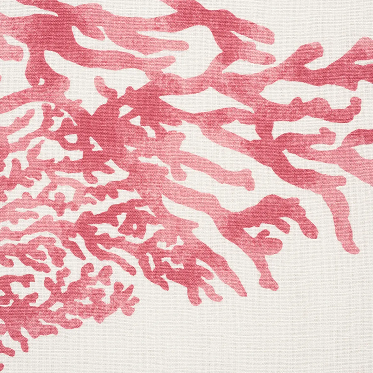 GREAT BARRIER REEF_ PINK