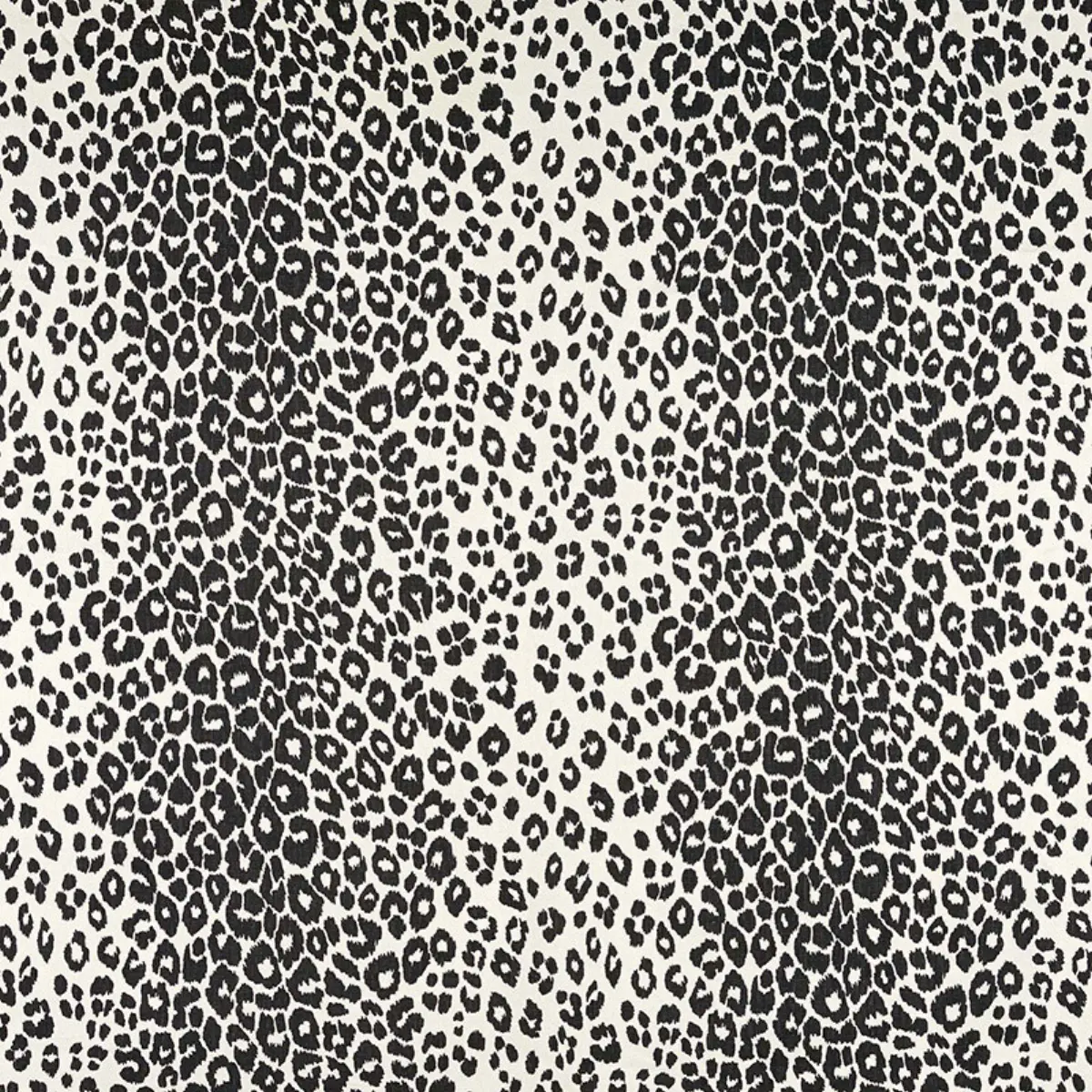 ICONIC LEOPARD_ GRAPHITE