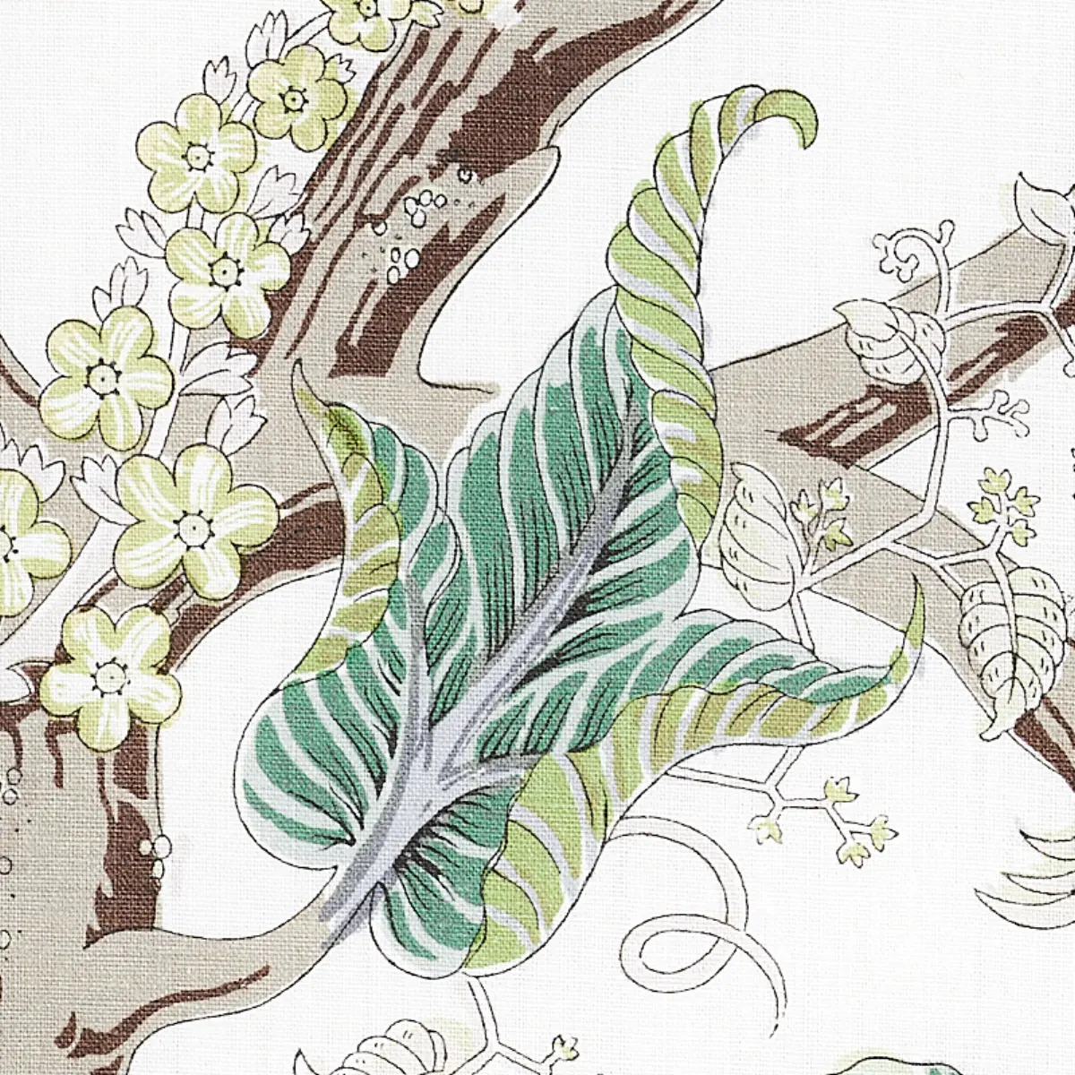 INDIAN ARBRE_ CITRON