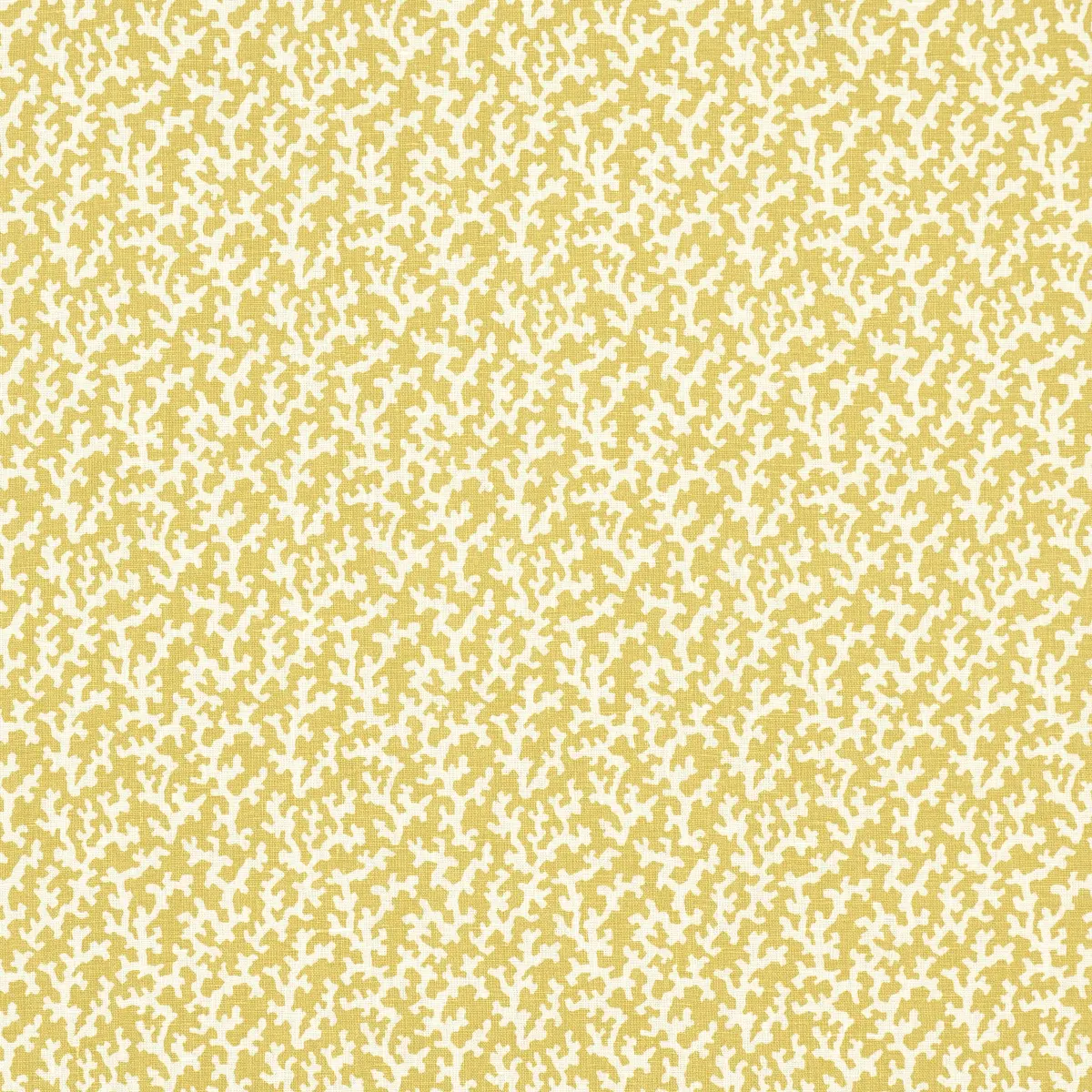 FOLLY_ MIMOSA