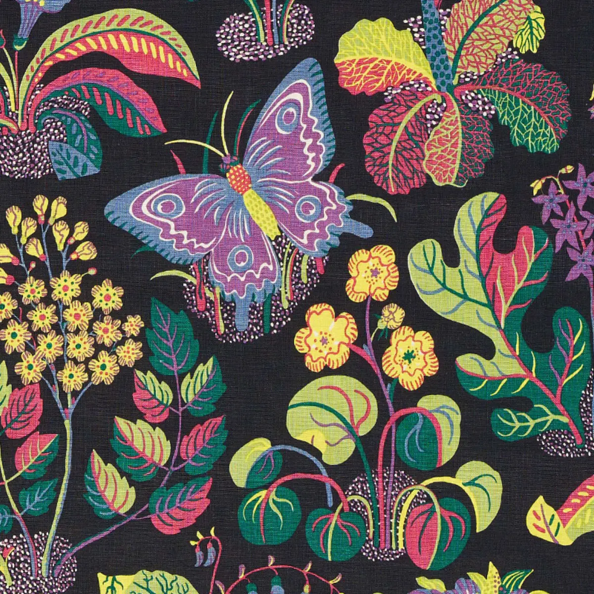 EXOTIC BUTTERFLY_ BLACK