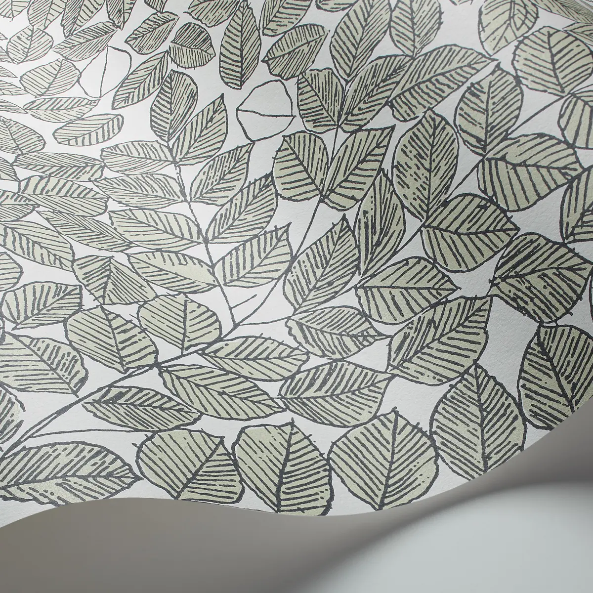ROMANS_ LEAF