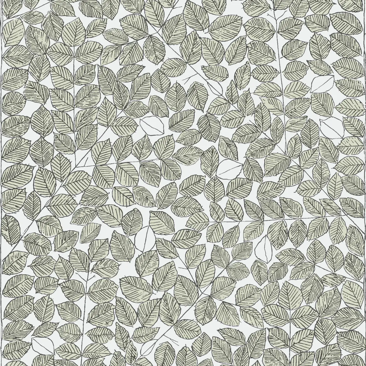 ROMANS_ LEAF