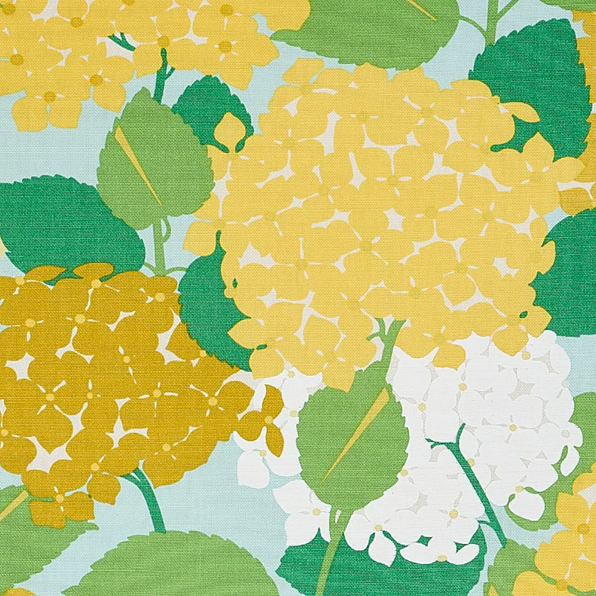 HYDRANGEA_ YELLOW