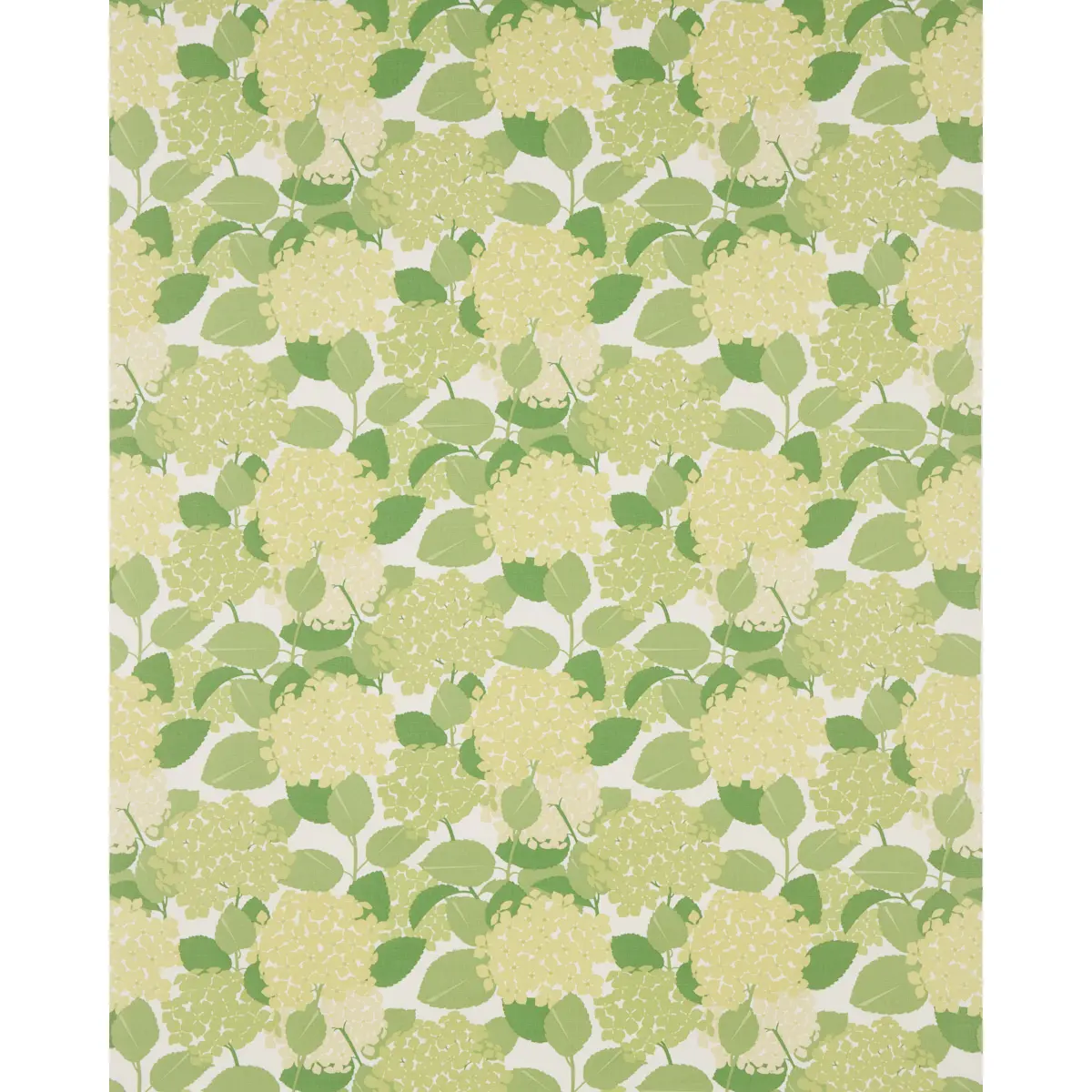 HYDRANGEA_ GREEN