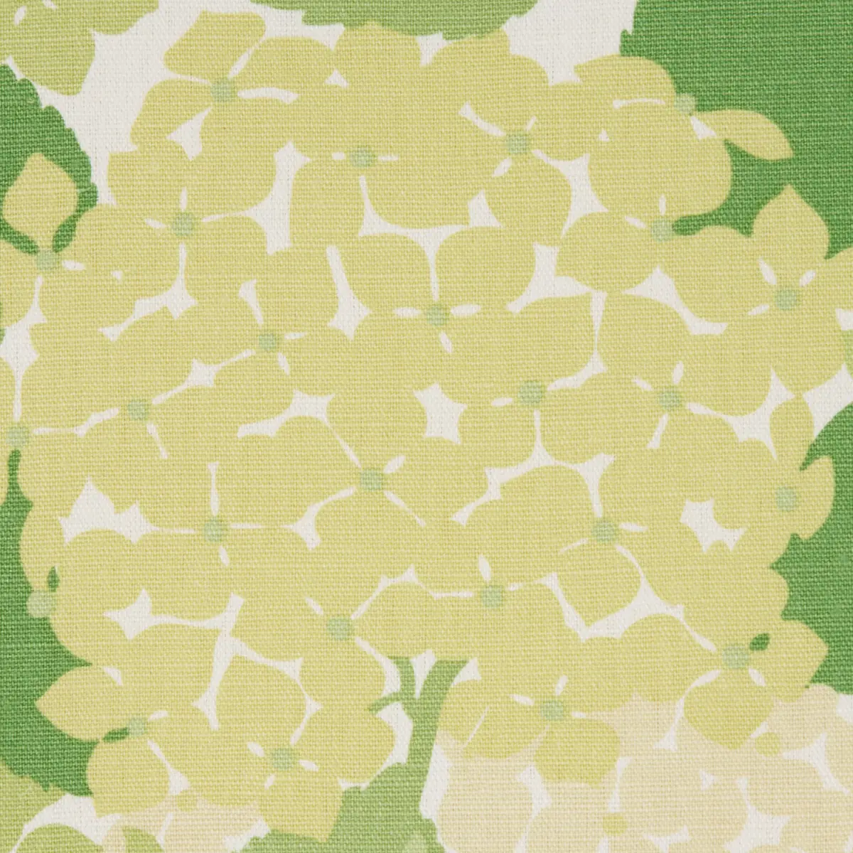 HYDRANGEA_ GREEN