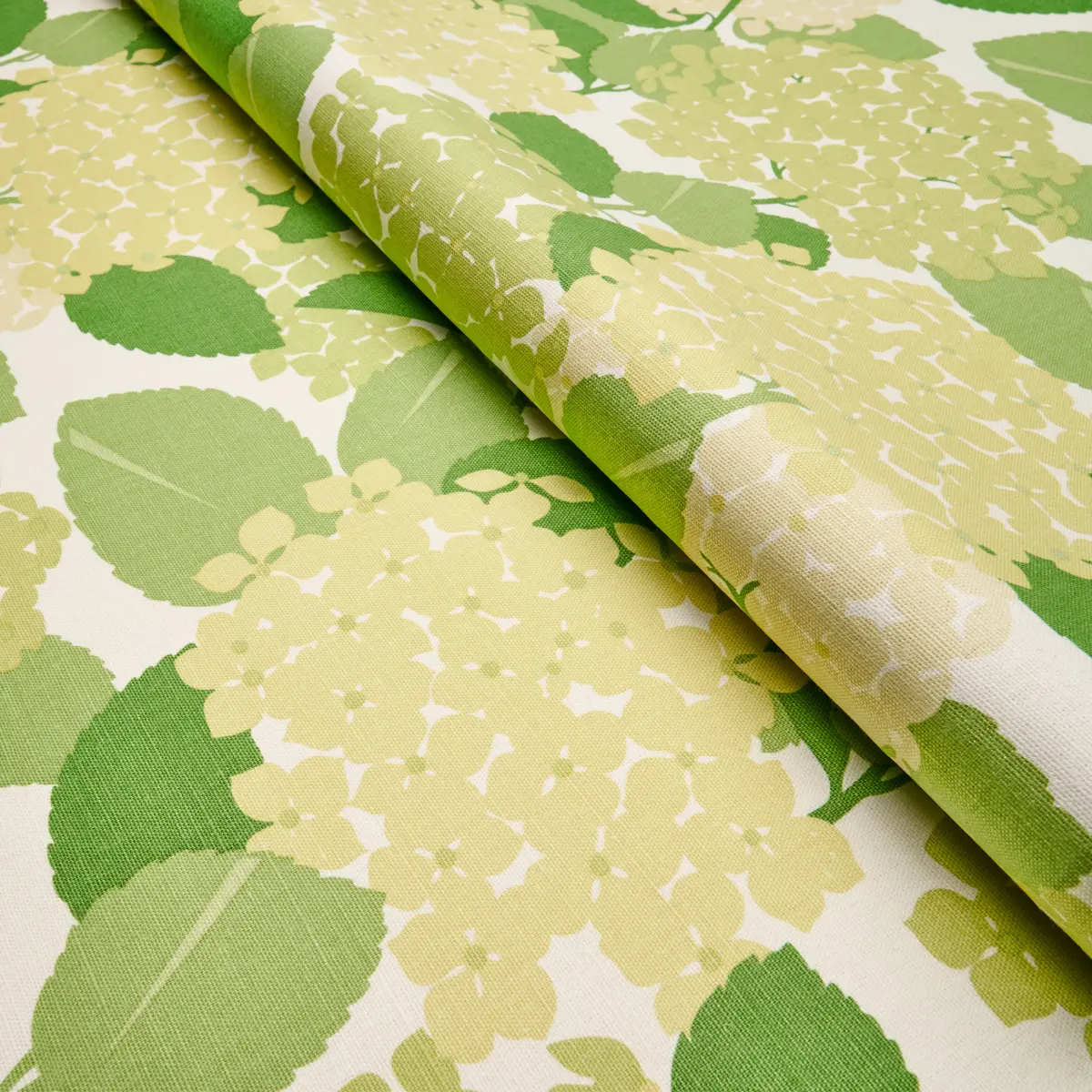HYDRANGEA_ GREEN