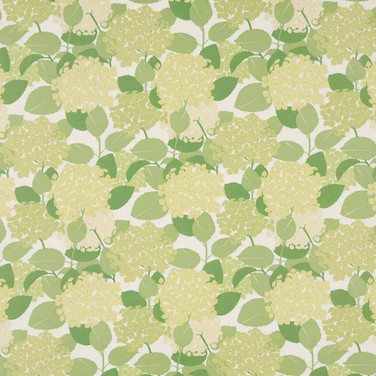 HYDRANGEA_ GREEN