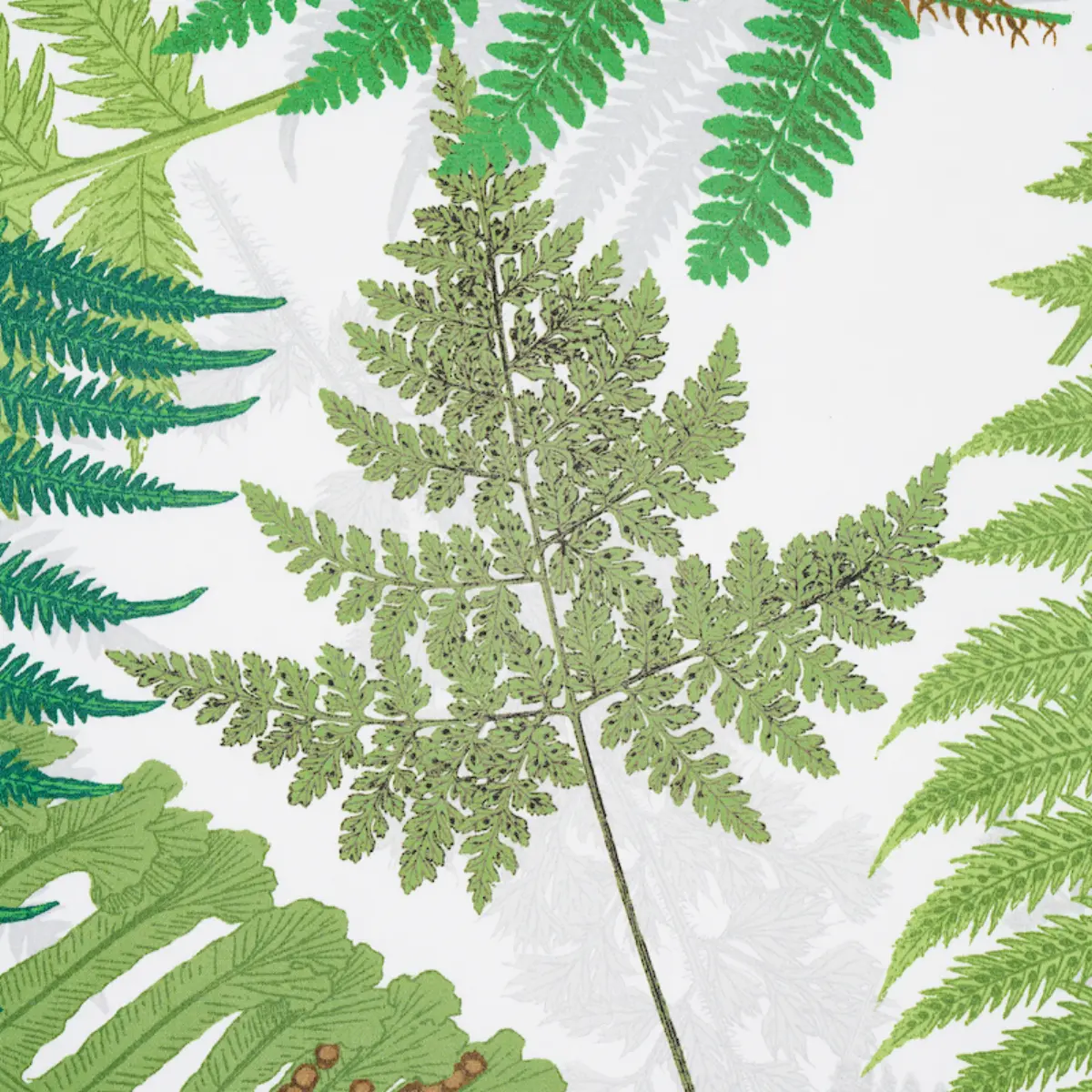 FERNARIUM_ GREEN & IVORY