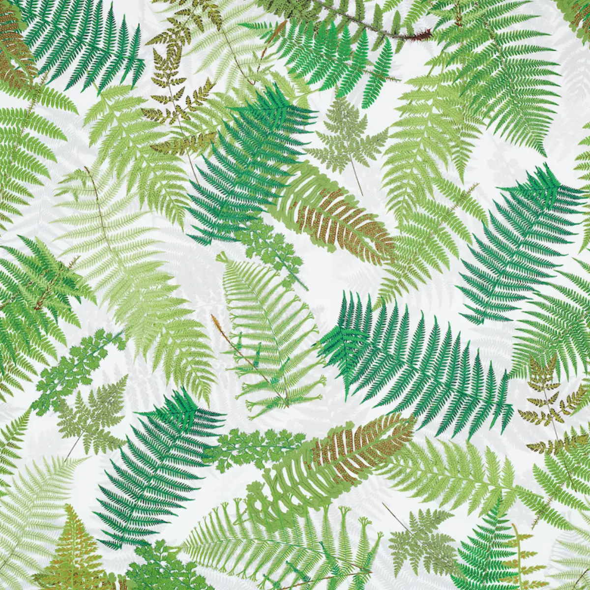 FERNARIUM_ GREEN & IVORY