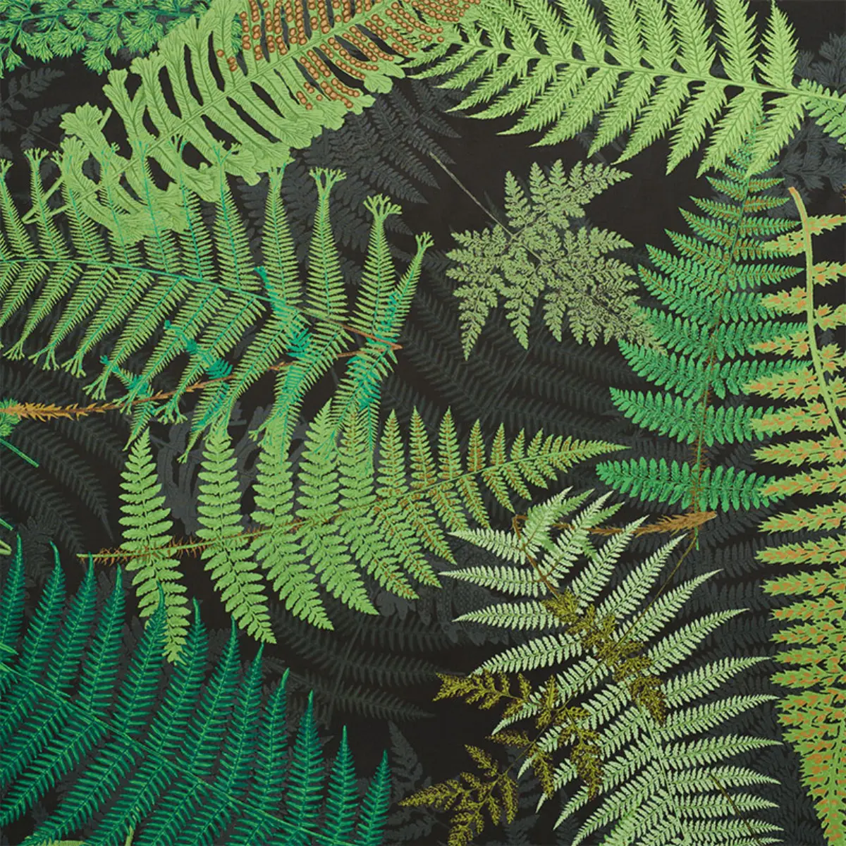 FERNARIUM_ GREEN & BLACK