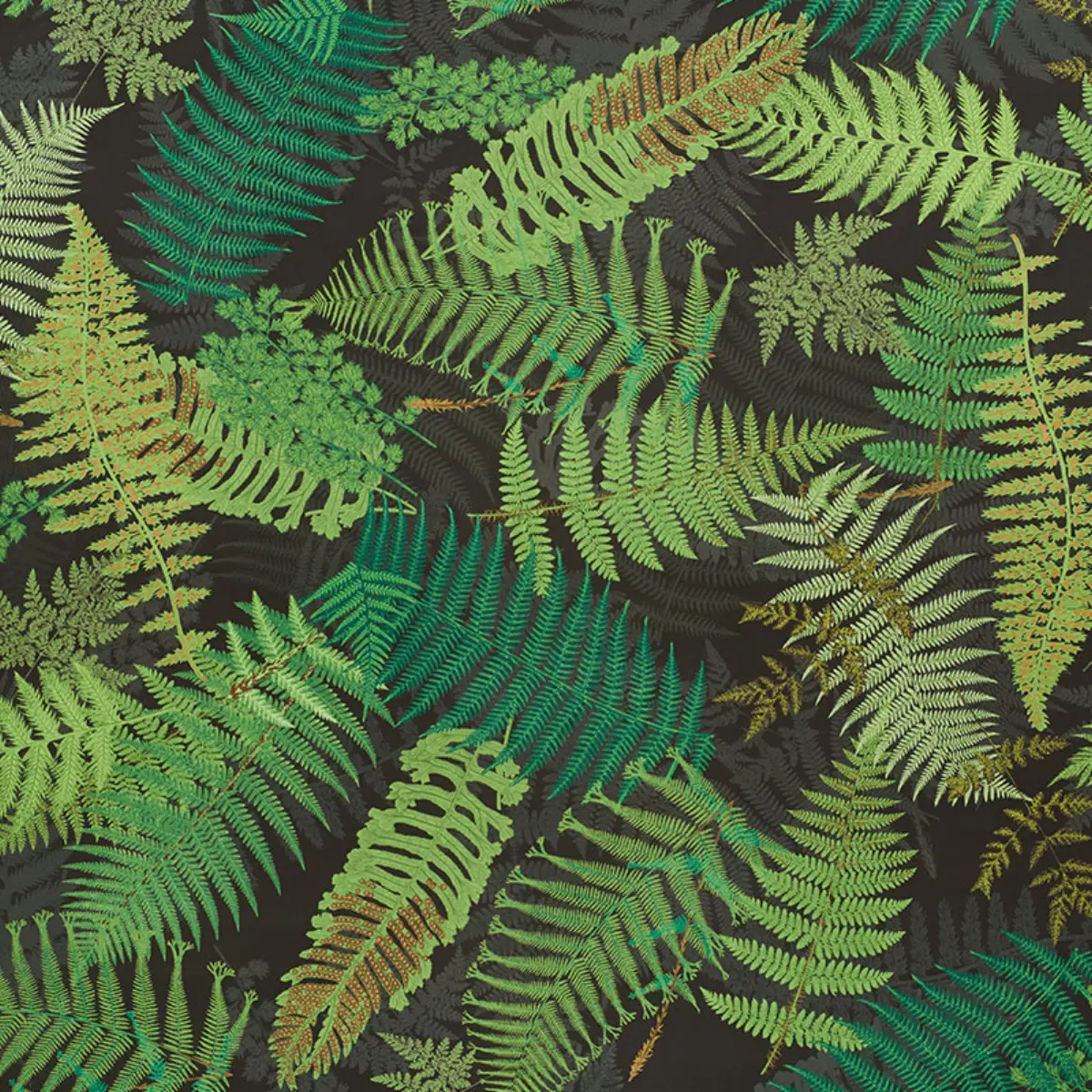 FERNARIUM_ GREEN & BLACK