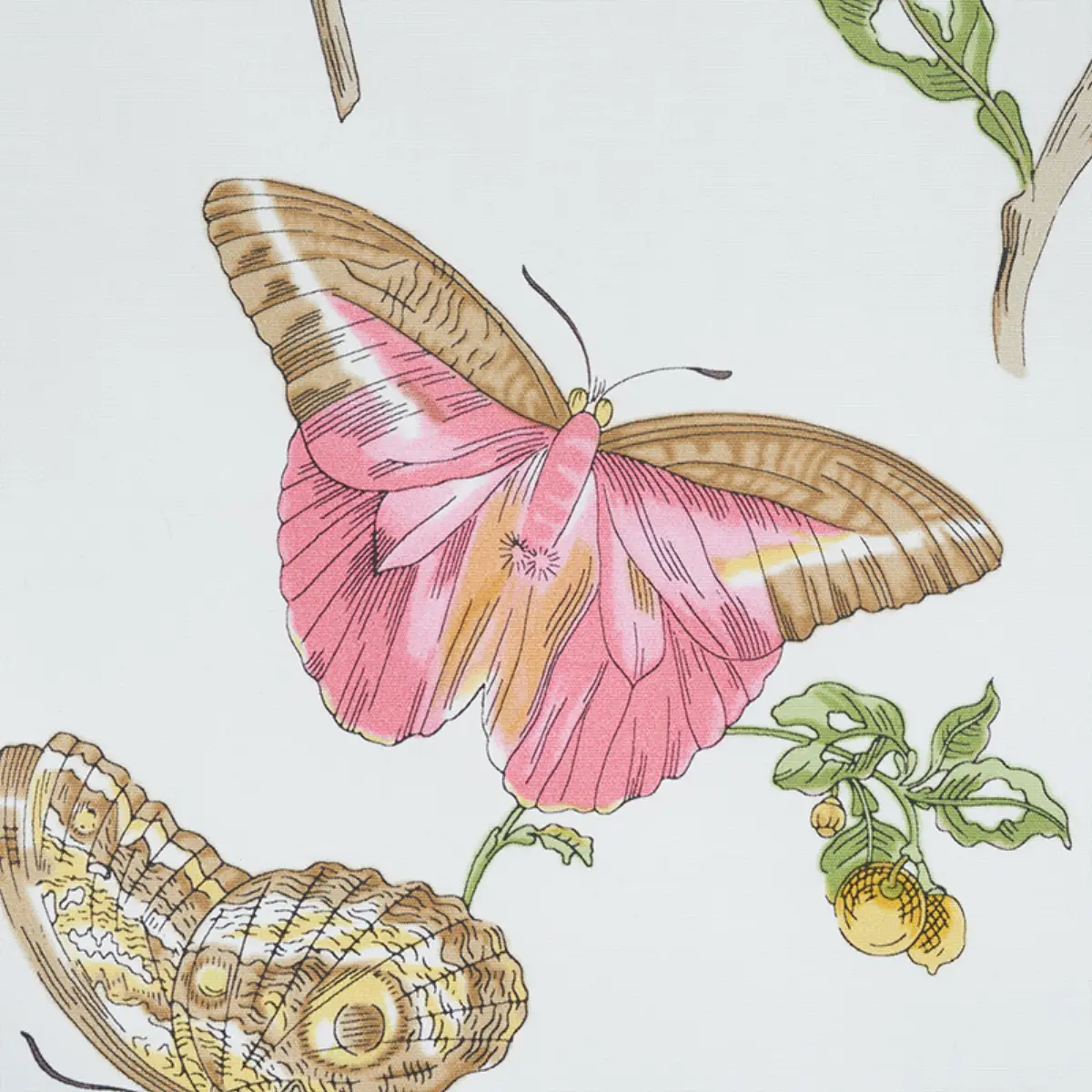 BAUDIN BUTTERFLY CHINTZ_ BLUSH