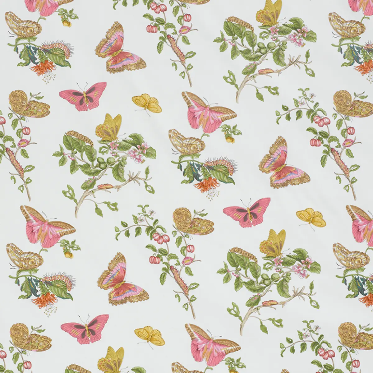 BAUDIN BUTTERFLY CHINTZ_ BLUSH