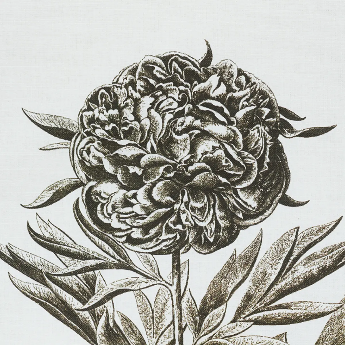 CABOT BOTANICAL_ IVORY