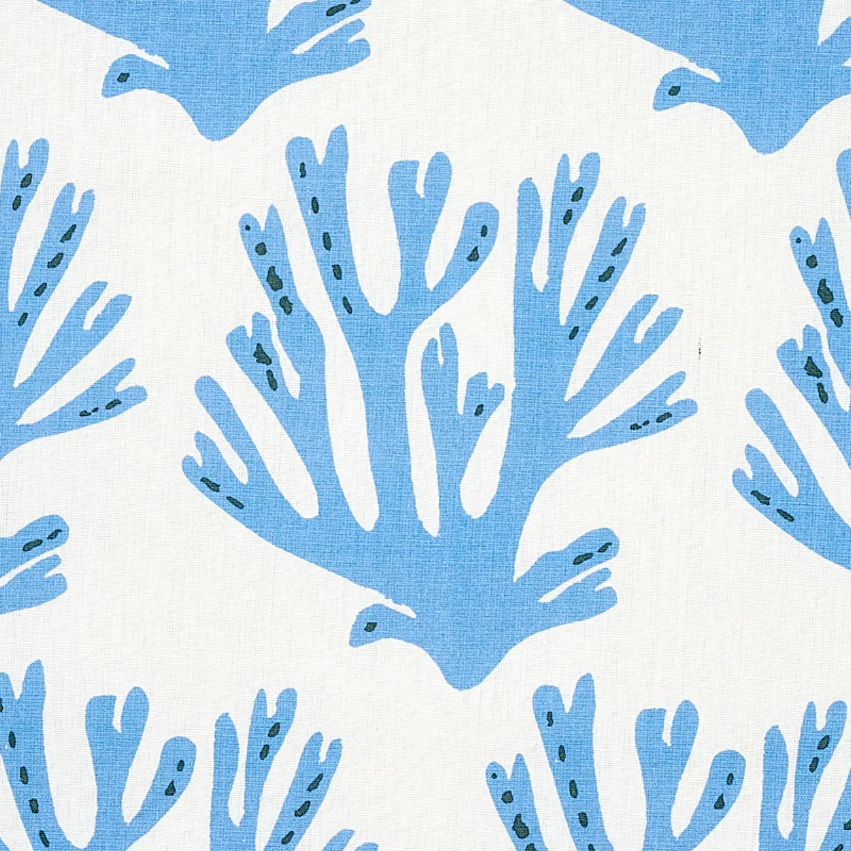 CORAL_ BLUE