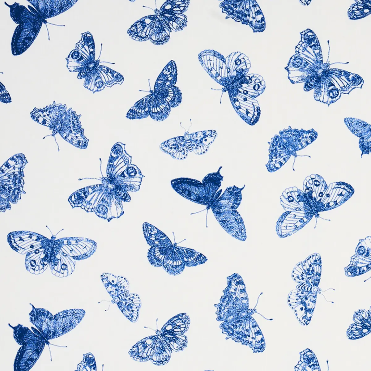 BURNELL BUTTERFLY_ BLUE