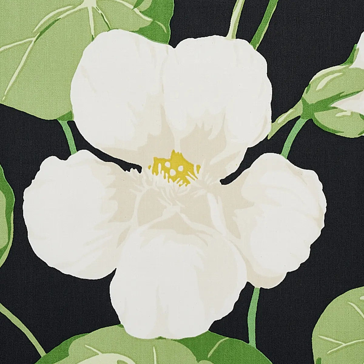 NASTURTIUM_ NOIR