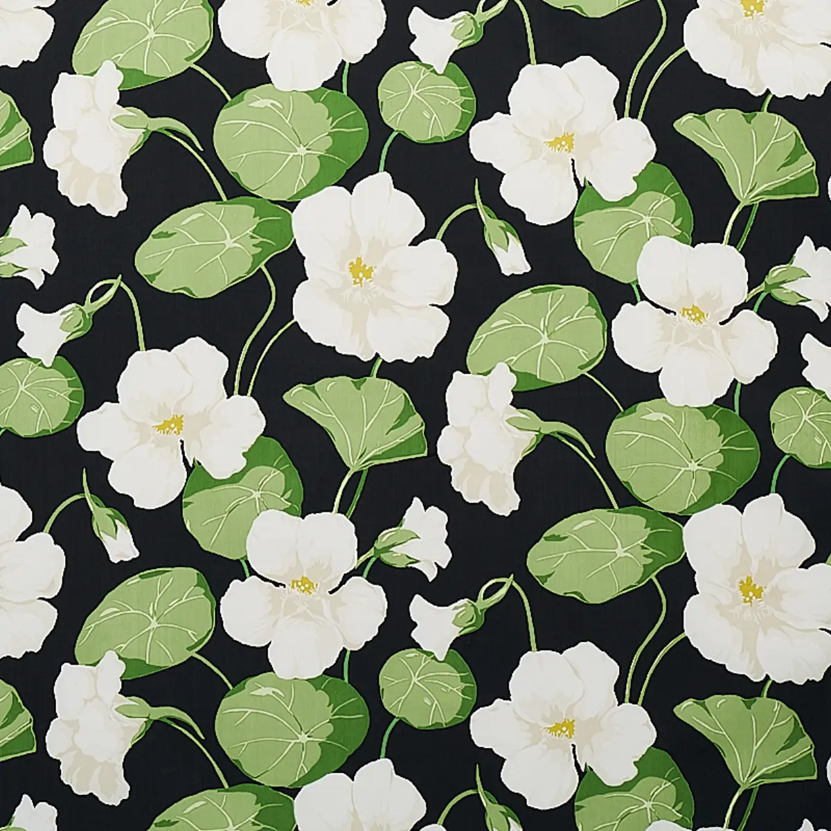 NASTURTIUM_ NOIR