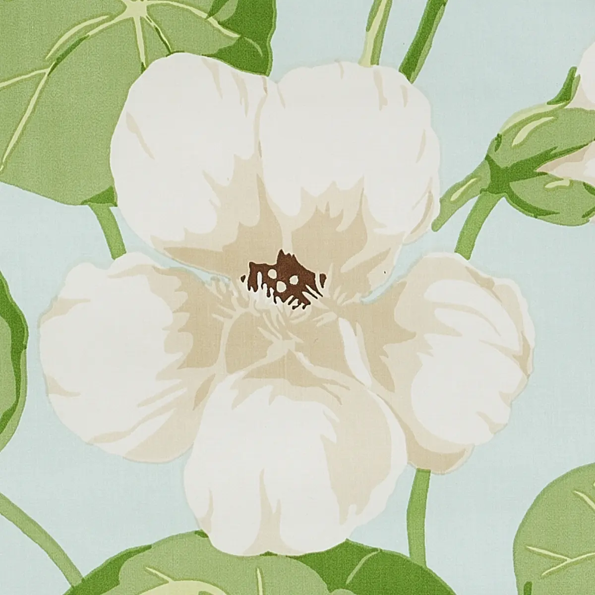 Nasturtium_ SKY