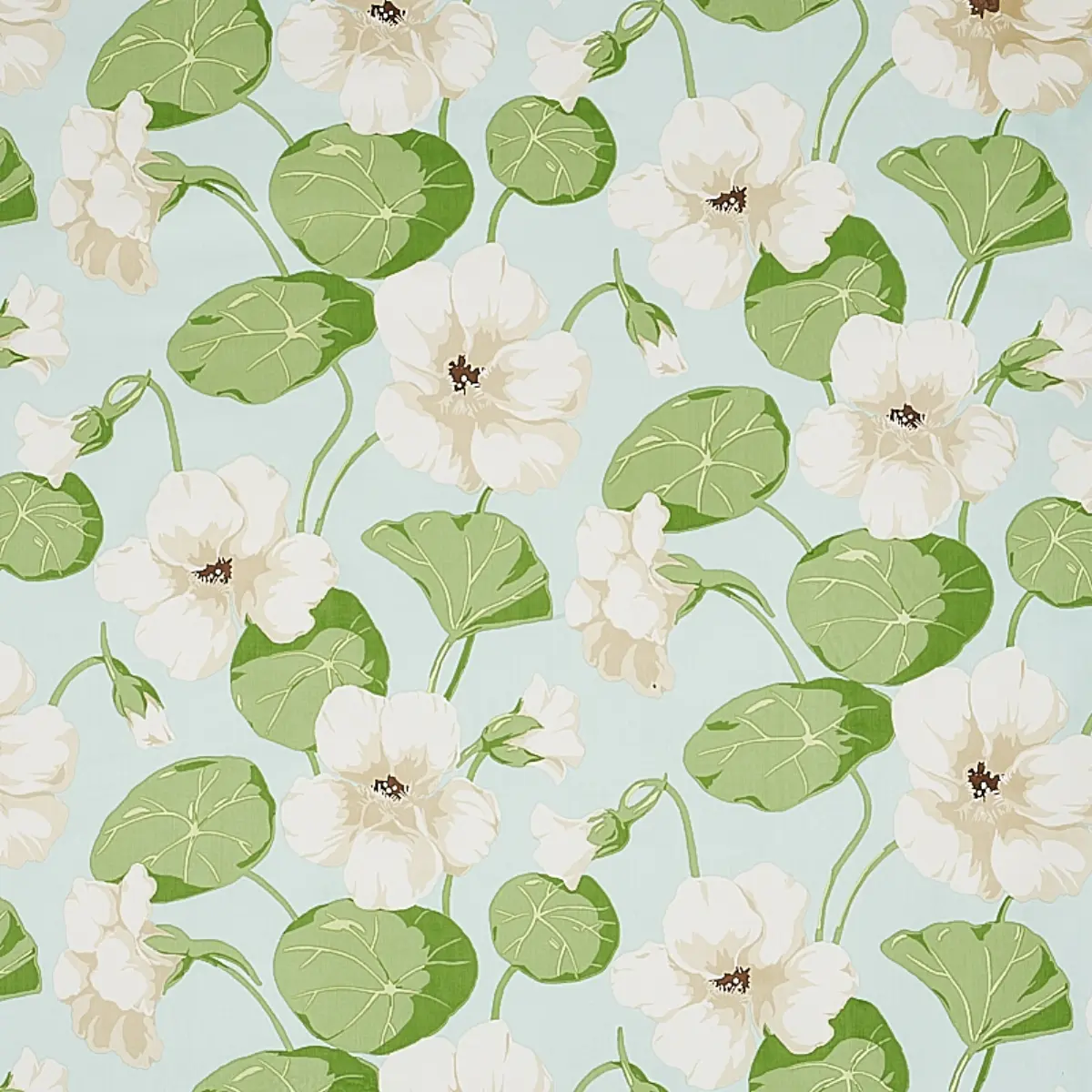 Nasturtium_ SKY