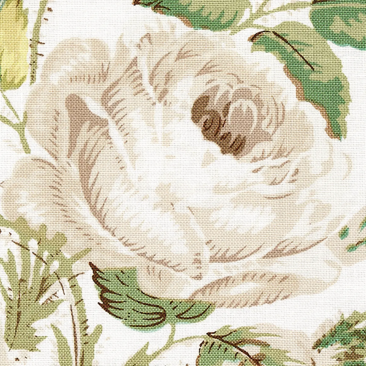 LOUDON ROSE_ IVORY