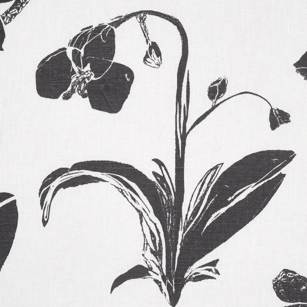 ORCHIDS HAVE DREAMS_ SOFT BLACK