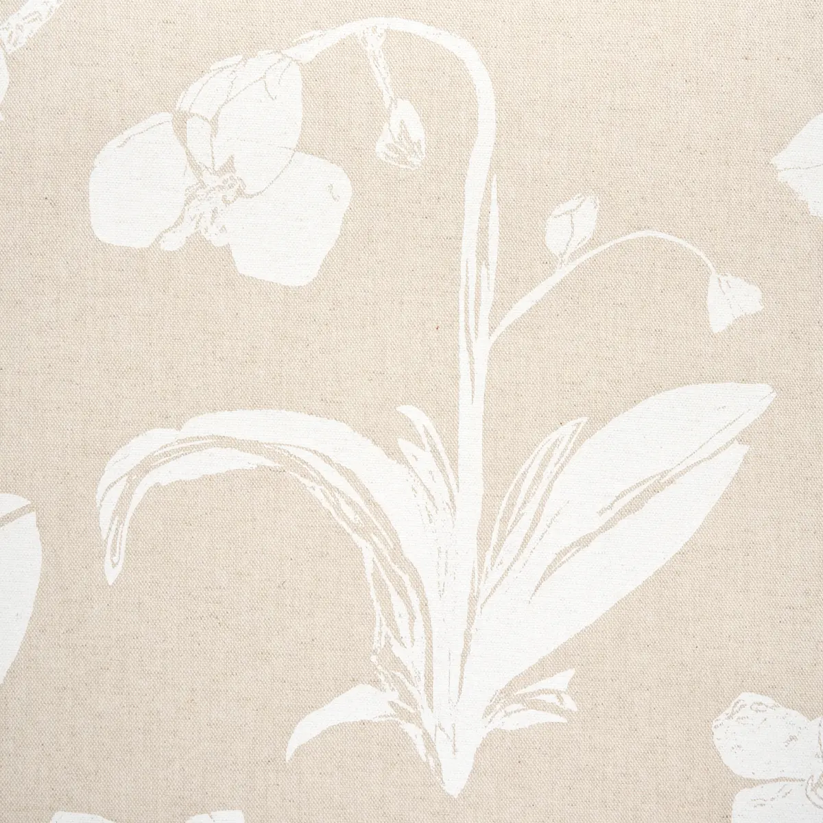ORCHIDS HAVE DREAMS_ LIGHT NEUTRAL
