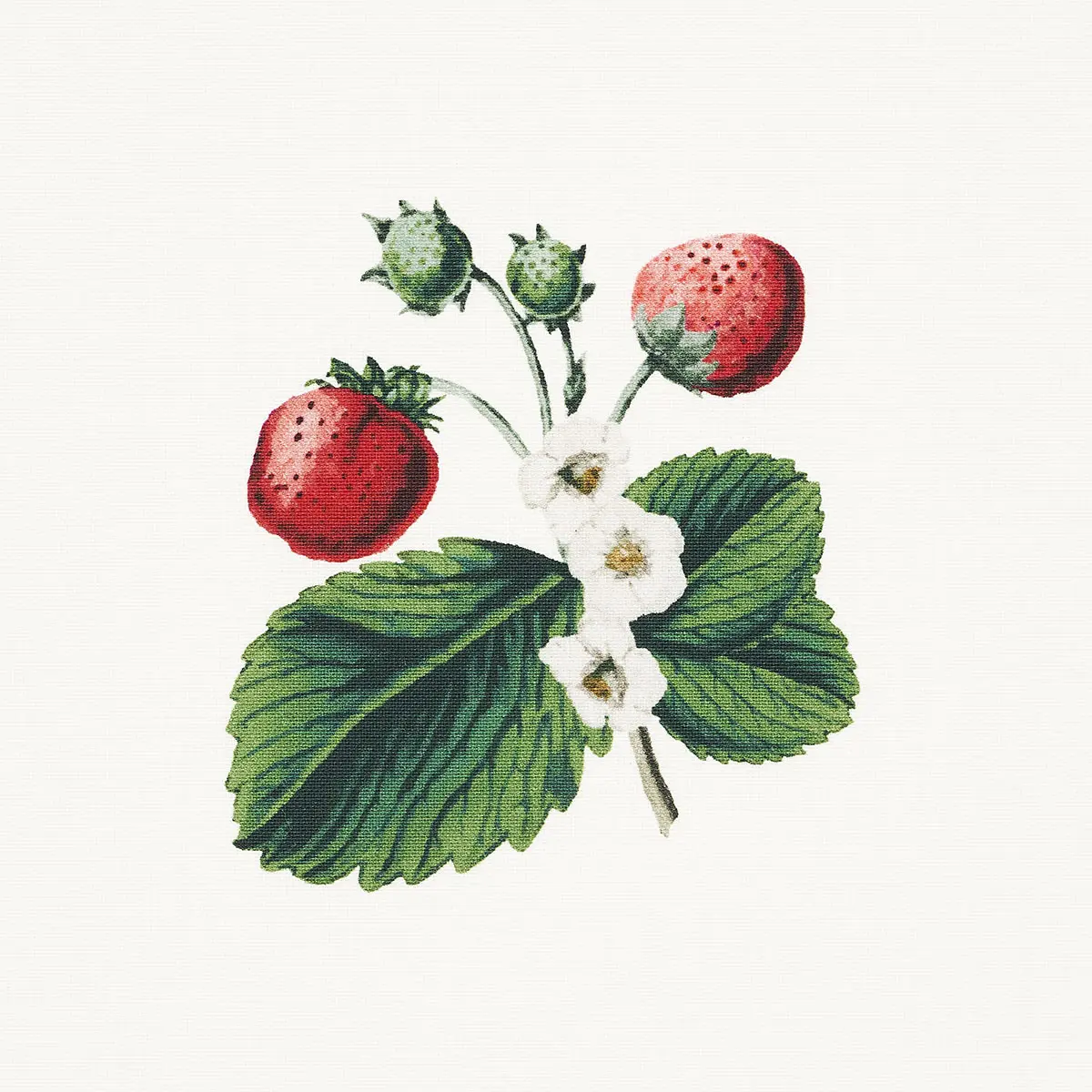 STRAWBERRY HILL_ WHITE