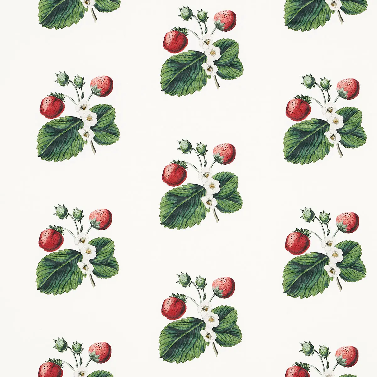 STRAWBERRY HILL_ WHITE