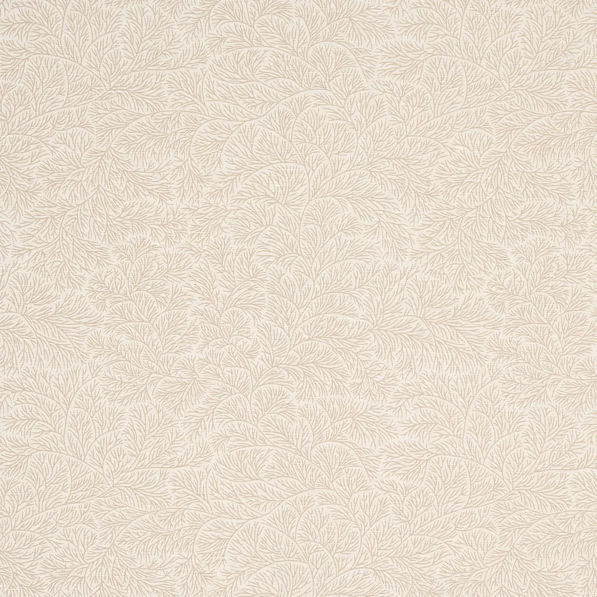 BOUGAINVILLEA_ NEUTRAL