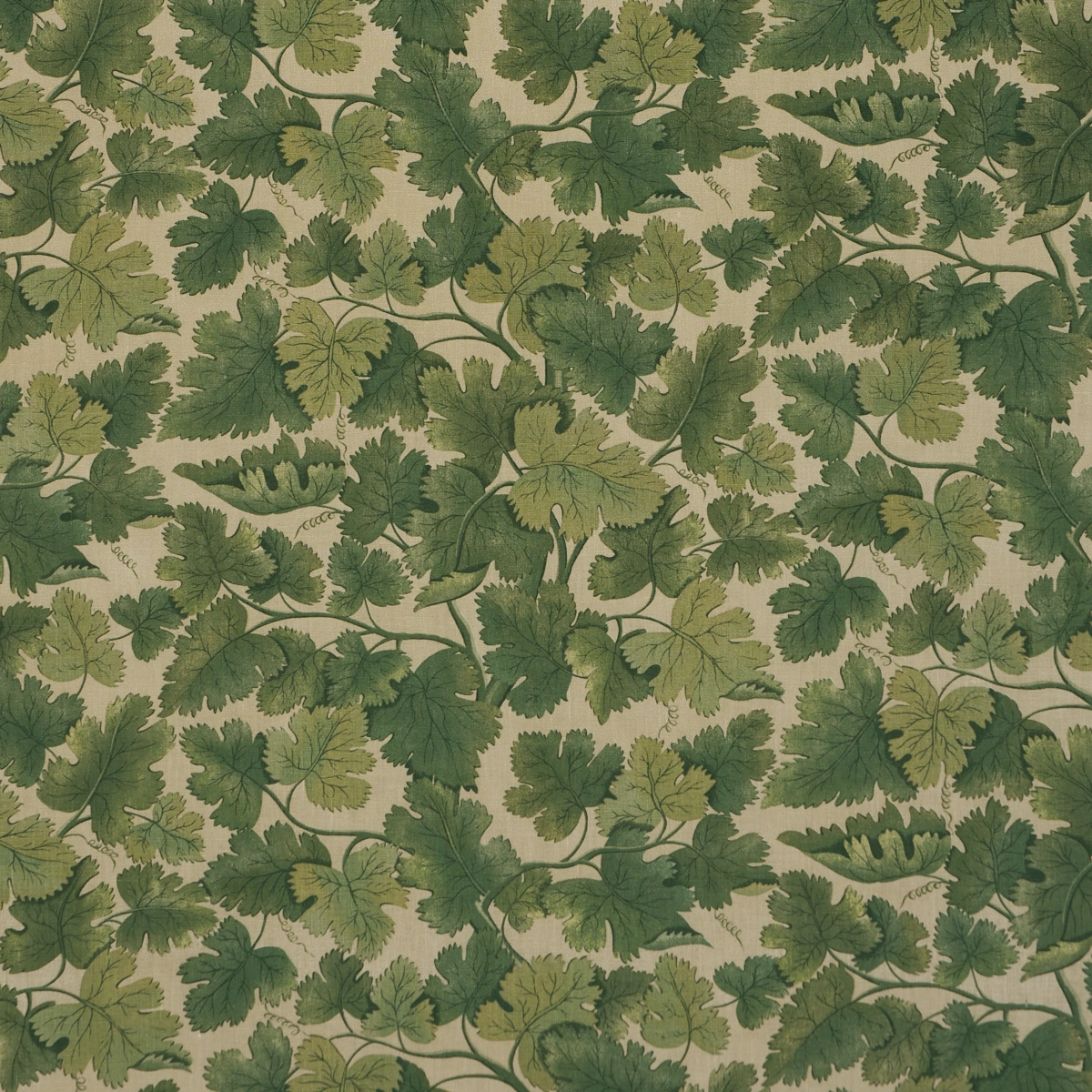 EDINBURGH VINE_ MOSS