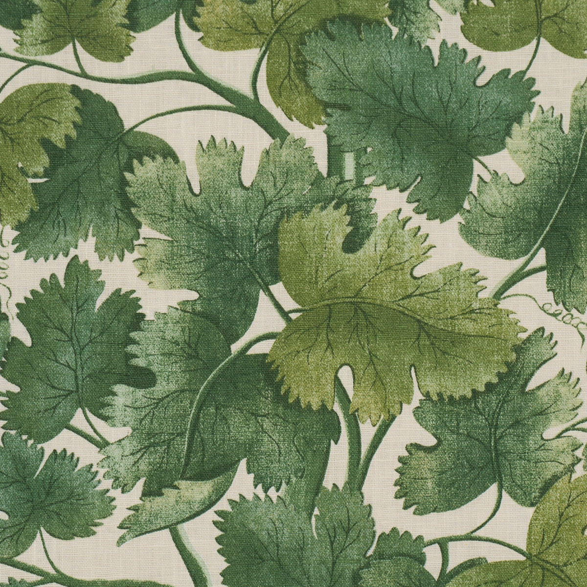 EDINBURGH VINE_ FOREST