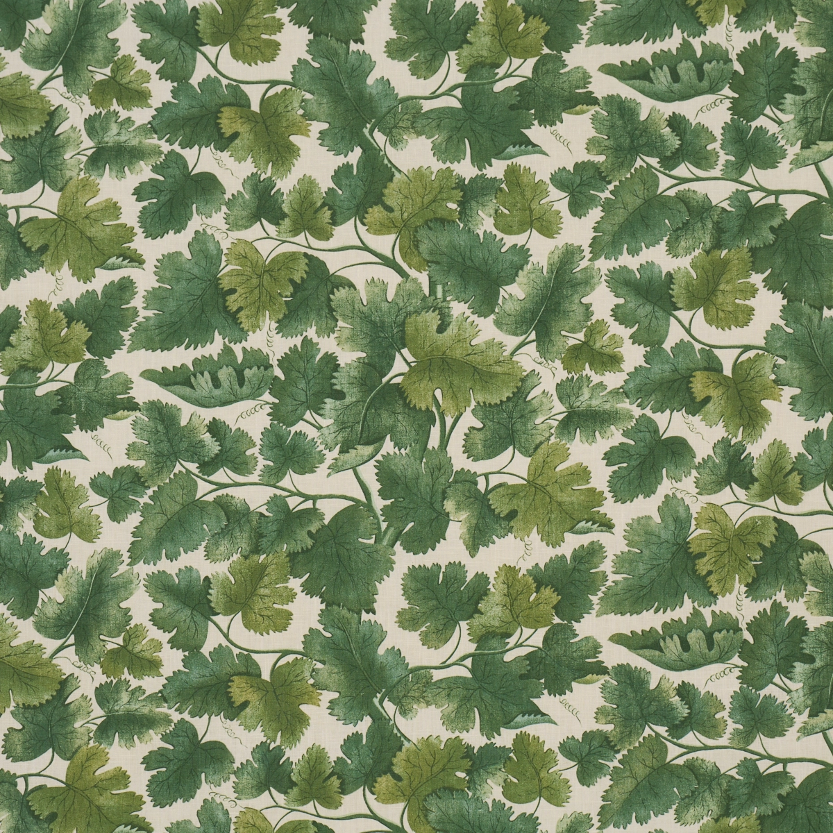 EDINBURGH VINE_ FOREST