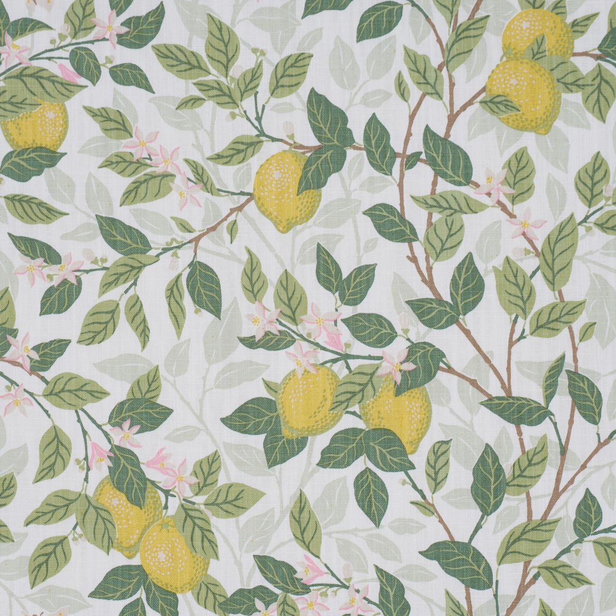 CITRONTRÄD_ IVORY AND LEAF