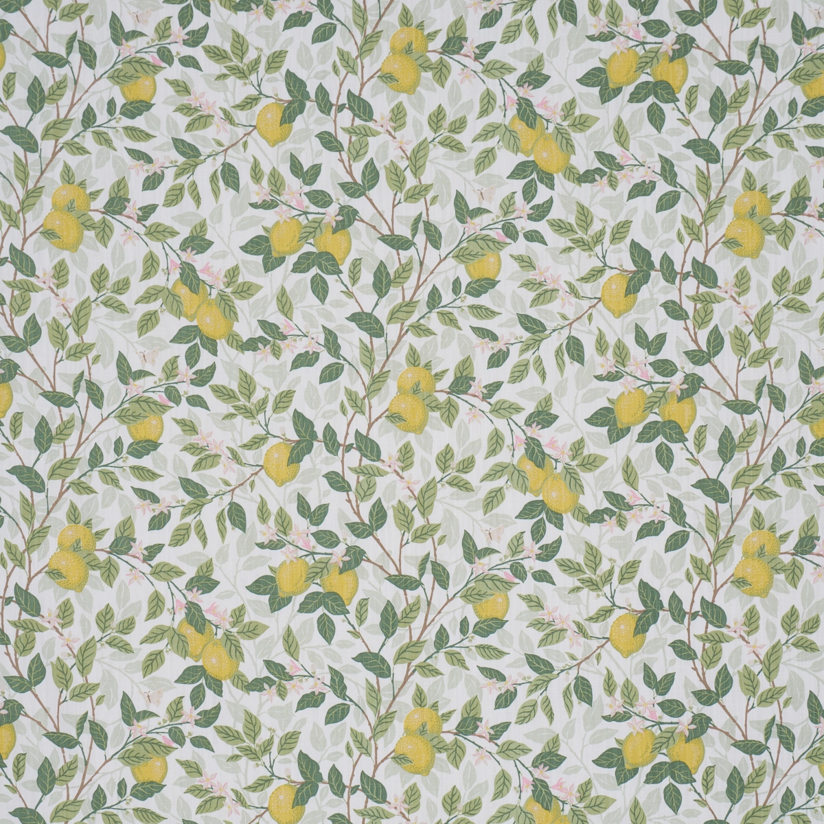 CITRONTRÄD_ IVORY AND LEAF
