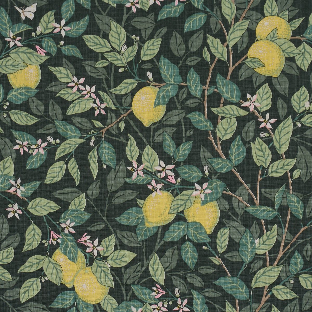 CITRONTRÄD_ GREEN
