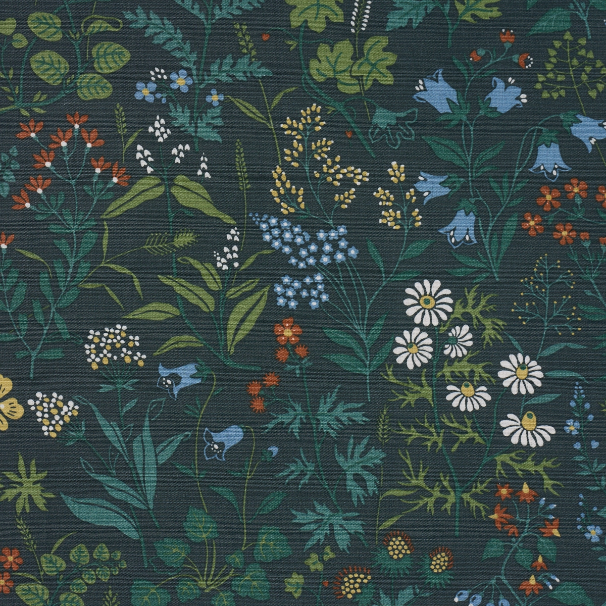 FLORA_ SPRUCE