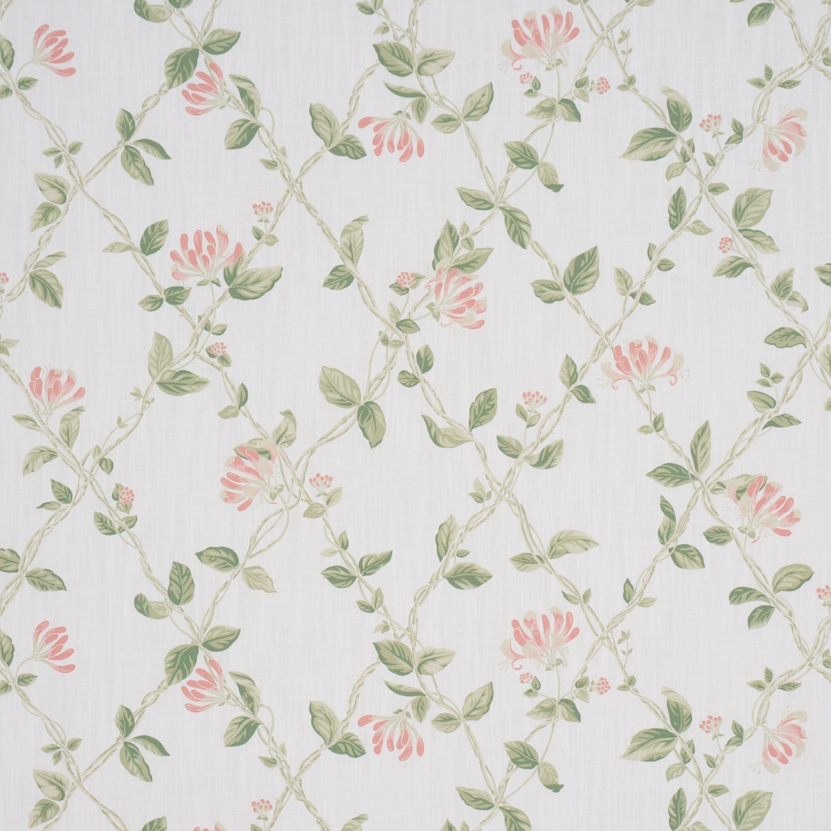 HONEYSUCKLE_ LEAF