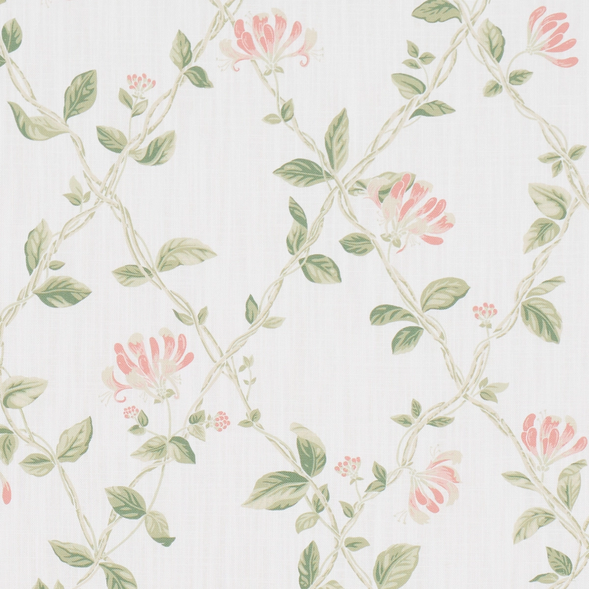 HONEYSUCKLE_ LEAF